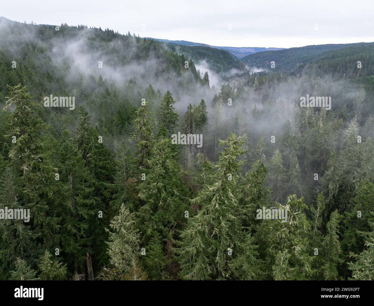 Foreste sane prosperano nella valle del fiume Molalla, in Oregon. Quest'area ospita ampie foreste, bellissimi percorsi escursionistici, ciclabili ed equestri. Foto Stock