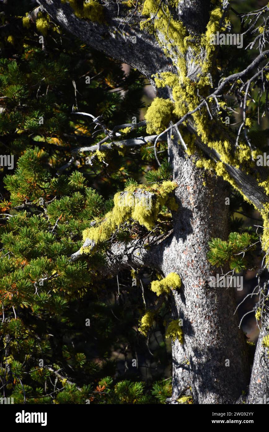 Il lichene verde brillante cresce sugli alberi nel Crater Lake National Park, in Oregon. Foto Stock