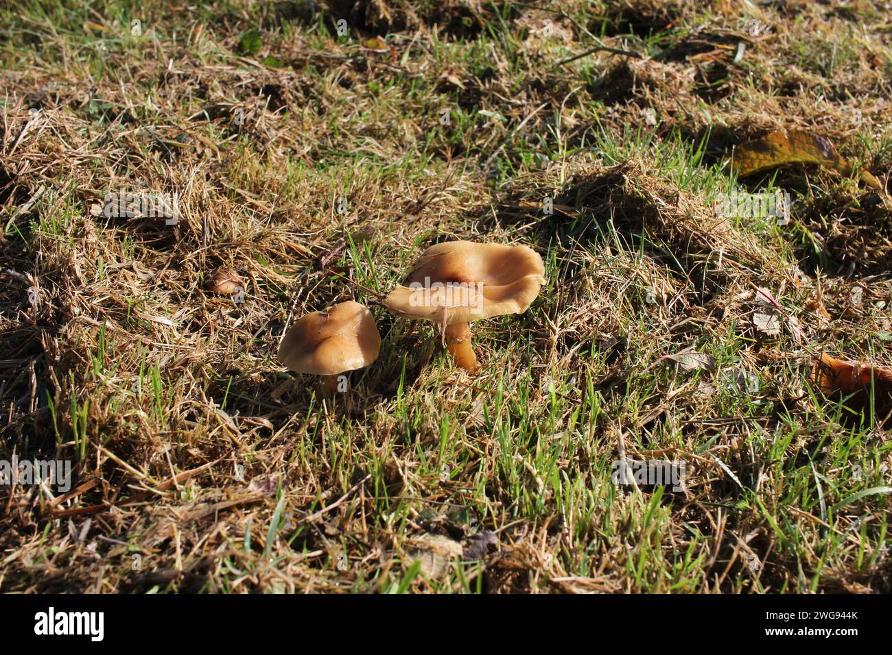 Maestà dei funghi: Delizia dei funghi nella natura selvaggia delle montagne Foto Stock