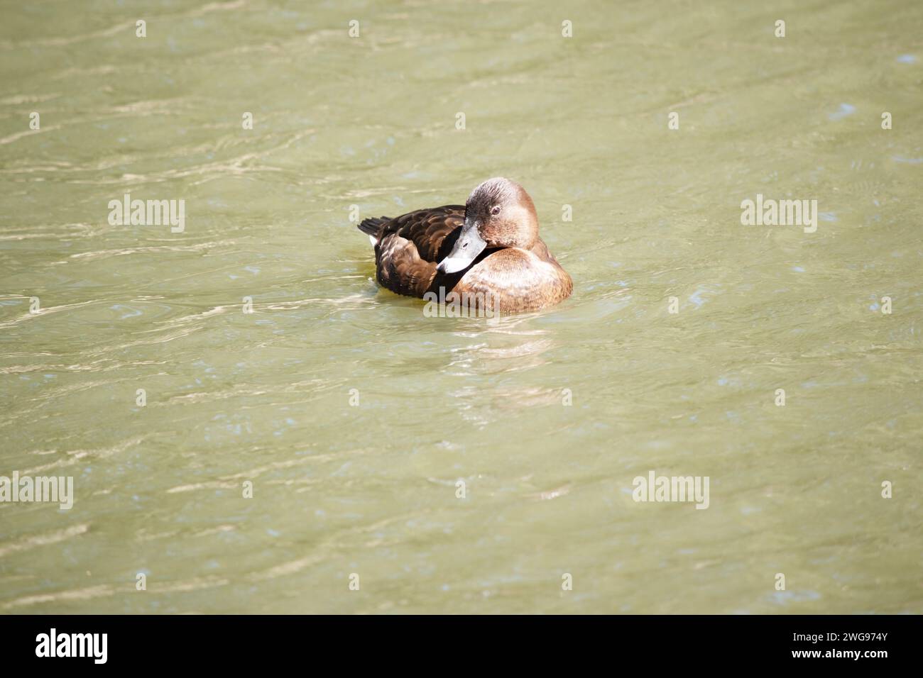 L'Hardhead ha anche un corpo marrone e una parte inferiore bianca. Ha un occhio bianco e una punta blu sul conto Foto Stock