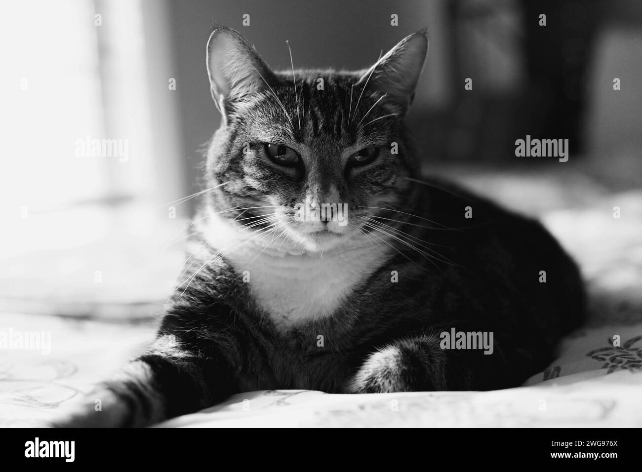 Un felino sonnolento che gode del suo posto accogliente in un tranquillo e tranquillo letto. Foto Stock