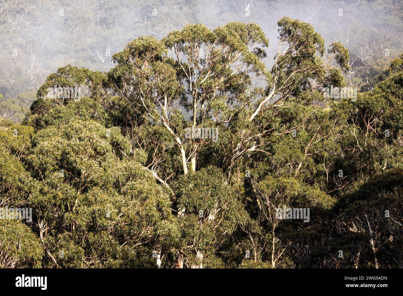 Eucalipto pauciflora alberi di gomme da neve nel Parco Nazionale di Kosciusko, alberi nativi dell'Australia orientale, con nebbia di prima mattina e cime di alberi nebbia, 2024 Foto Stock