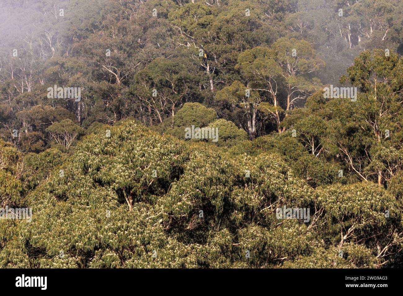 Eucalipto pauciflora alberi di gomme da neve nel Parco Nazionale di Kosciusko, alberi nativi dell'Australia orientale, con nebbia di prima mattina e cime di alberi nebbia, 2024 Foto Stock