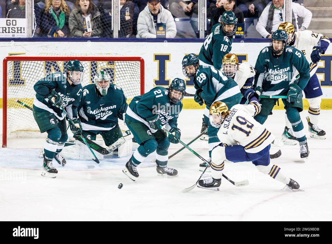 South Bend, Indiana, USA. 3 febbraio 2024. L'attaccante di Notre Dame Landon Slaggert (19) e l'attaccante dello stato del Michigan Red Savage (21) combattono per il disco libero durante l'azione di hockey NCAA tra i Michigan State Spartans e i Notre Dame Fighting Irish alla Compton Family Ice Arena di South Bend, Indiana. John Mersits/CSM (immagine di credito: © John Mersits/Cal Sport Media). Credito: csm/Alamy Live News Foto Stock