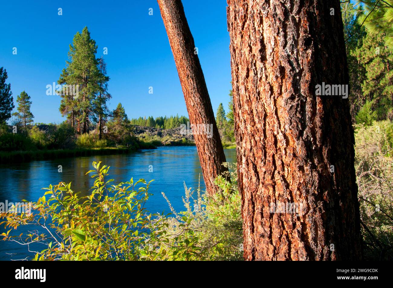 Deschutes selvatica e Scenic River con Ponderosa Pine dal fiume Deschutes Trail, Deschutes National Forest, Oregon Foto Stock