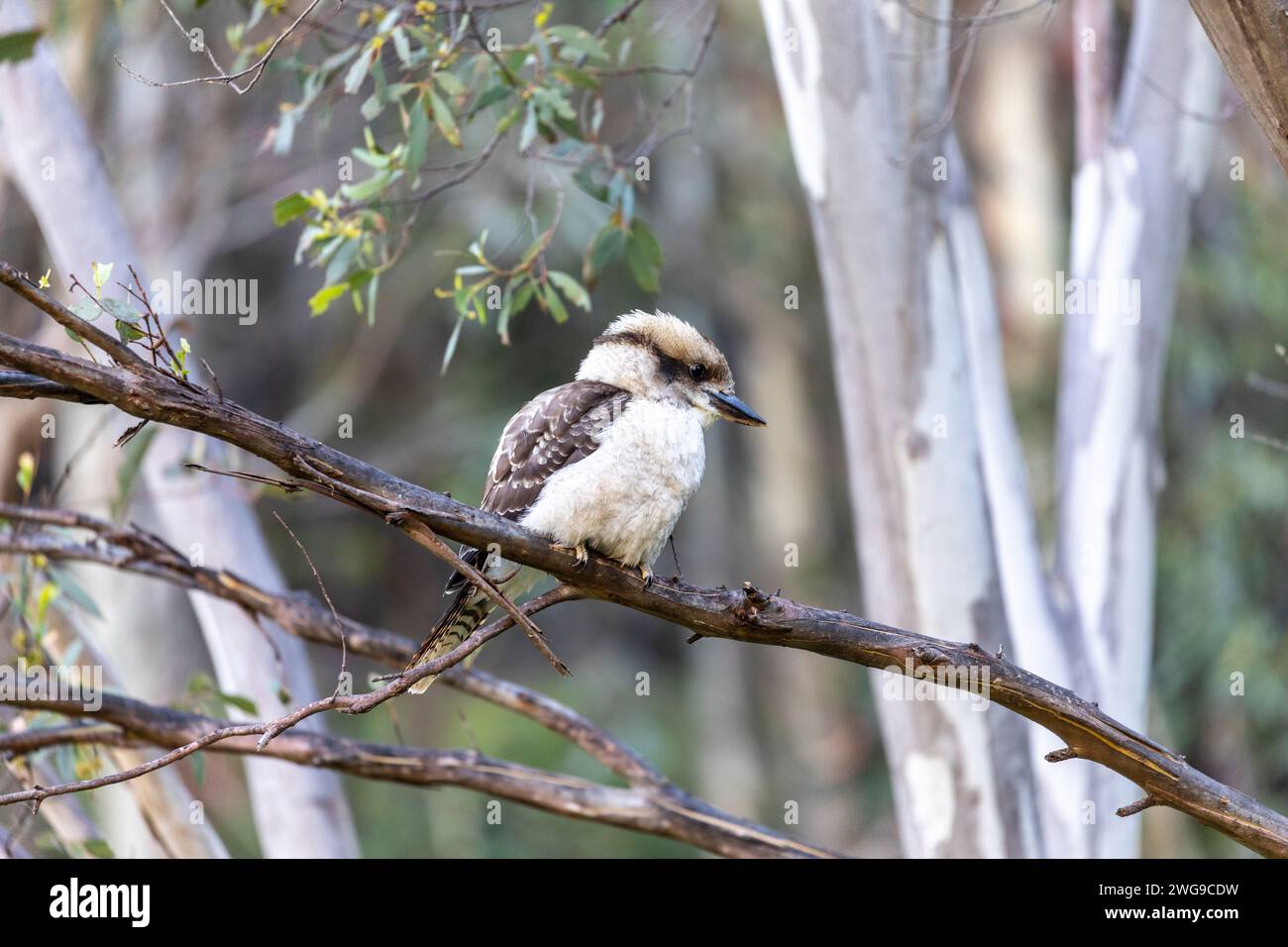 Uccello australiano Kookaburra, un albero terrestre kingfisher, seduto su un ramo di gomme nel parco nazionale di Kosciusko nel nuovo Galles del Sud, Australia, 2024 Foto Stock