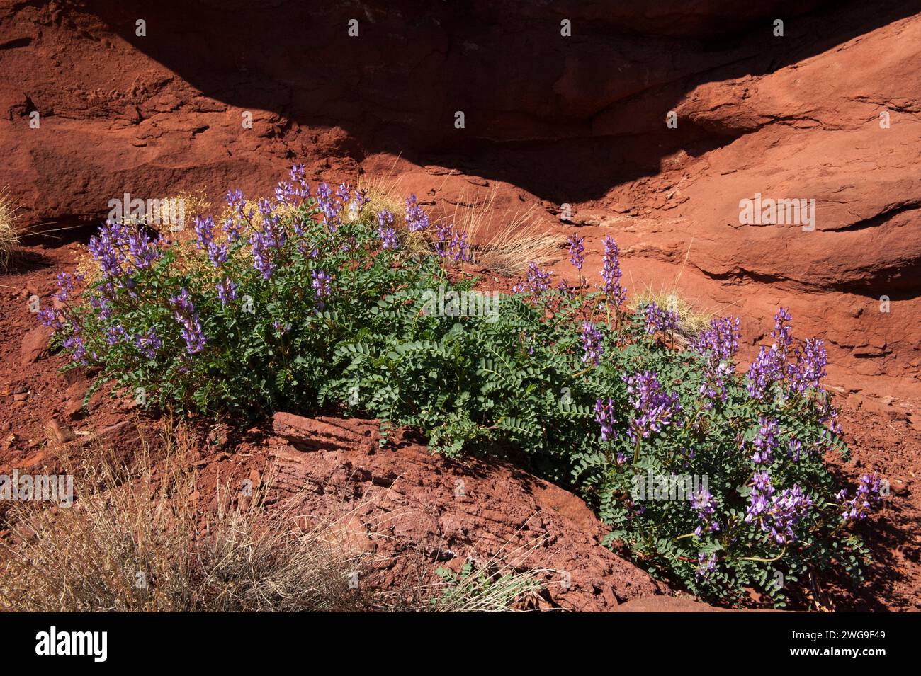 Milkvetch aka locoweed, genere Astragalus species unknown, cresce a Fisher Towers vicino Moab, Utah Foto Stock