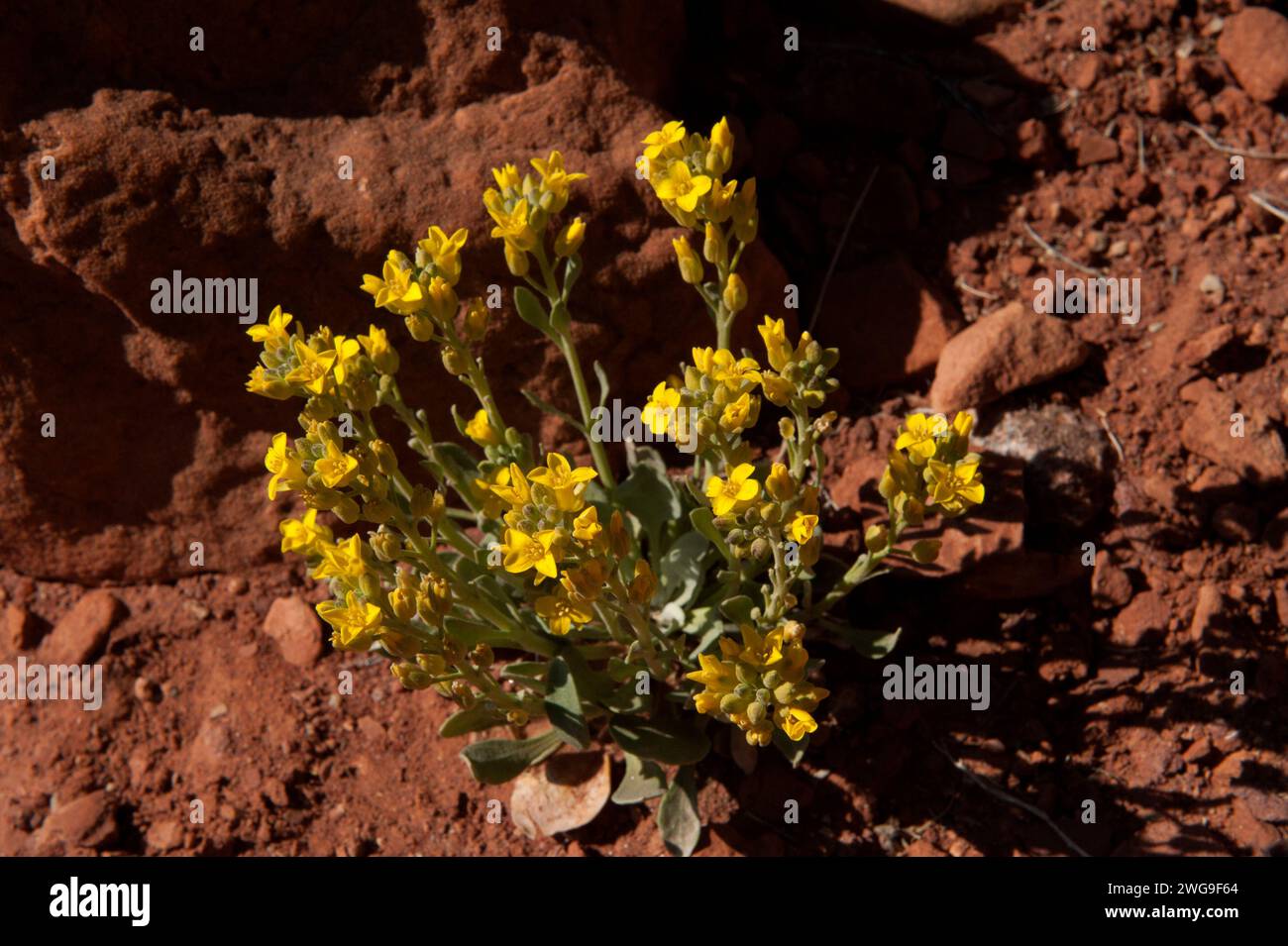 Doppia vescica (Physaria acutifolia), una pianta desertica trovata a Fisher Towers, vicino a Moab, Utah. Famiglia di senape. Foto Stock