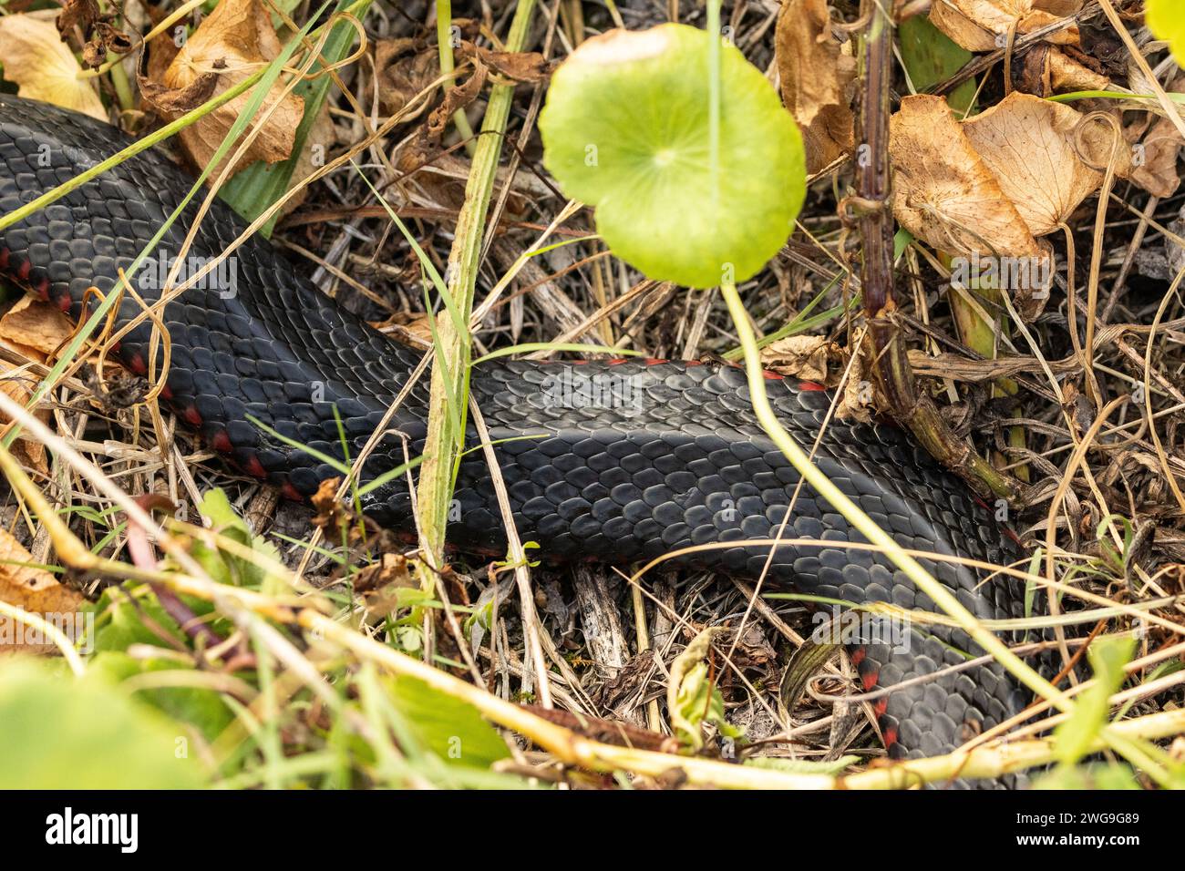 Il serpente nero australiano con pancia rossa scivola nell'erba Foto Stock