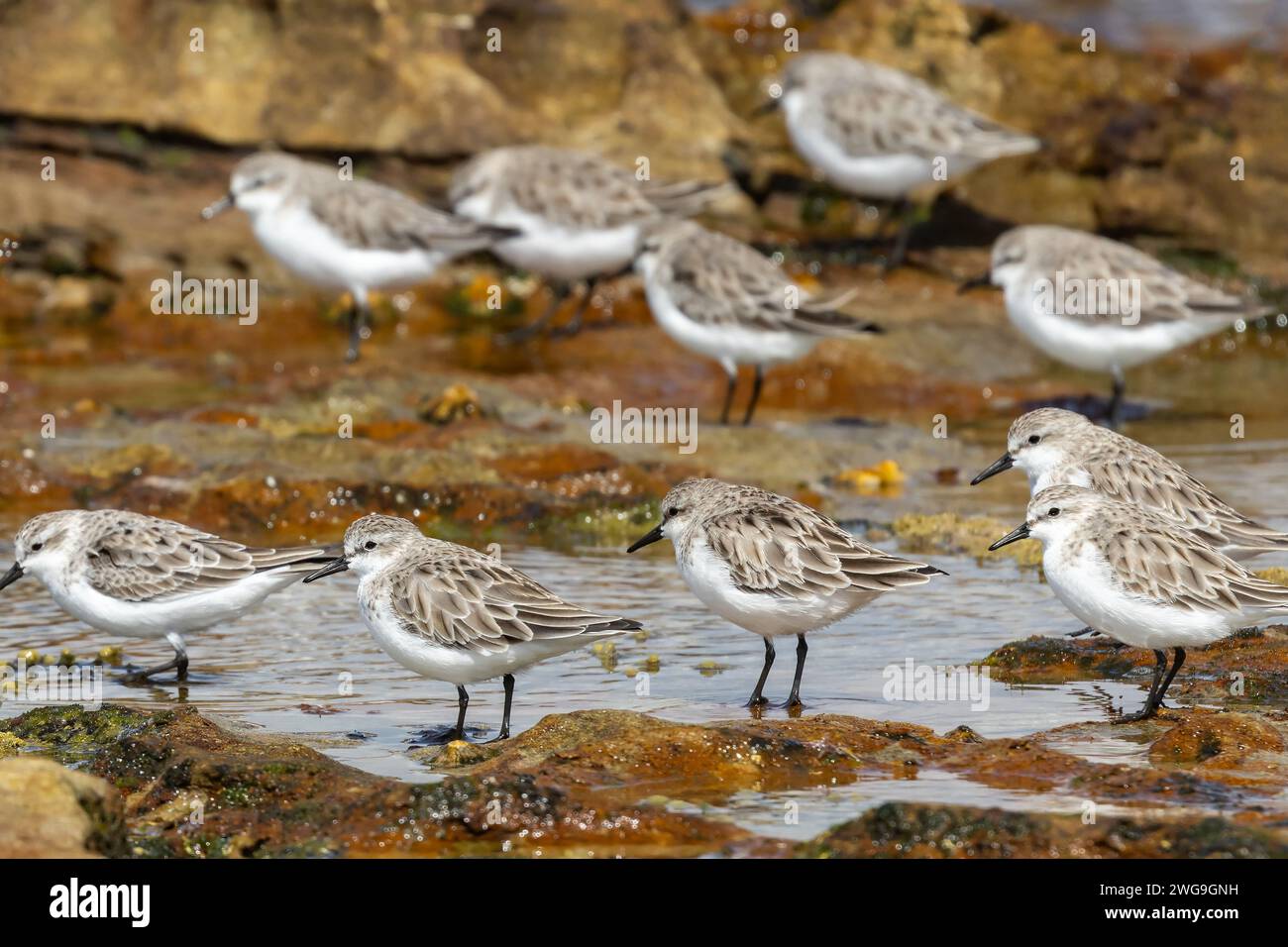 Gregge di stint dal collo rosso che poggiano sulla costa rocciosa Foto Stock