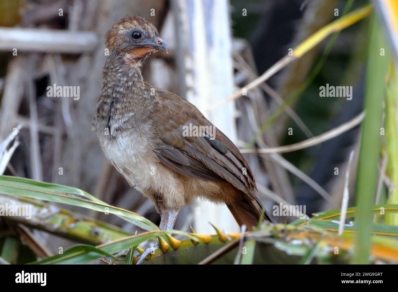 Giovane Chachalaca del Brasile orientale (Ortalis araucuan) arroccata su una paglia di cocco Foto Stock