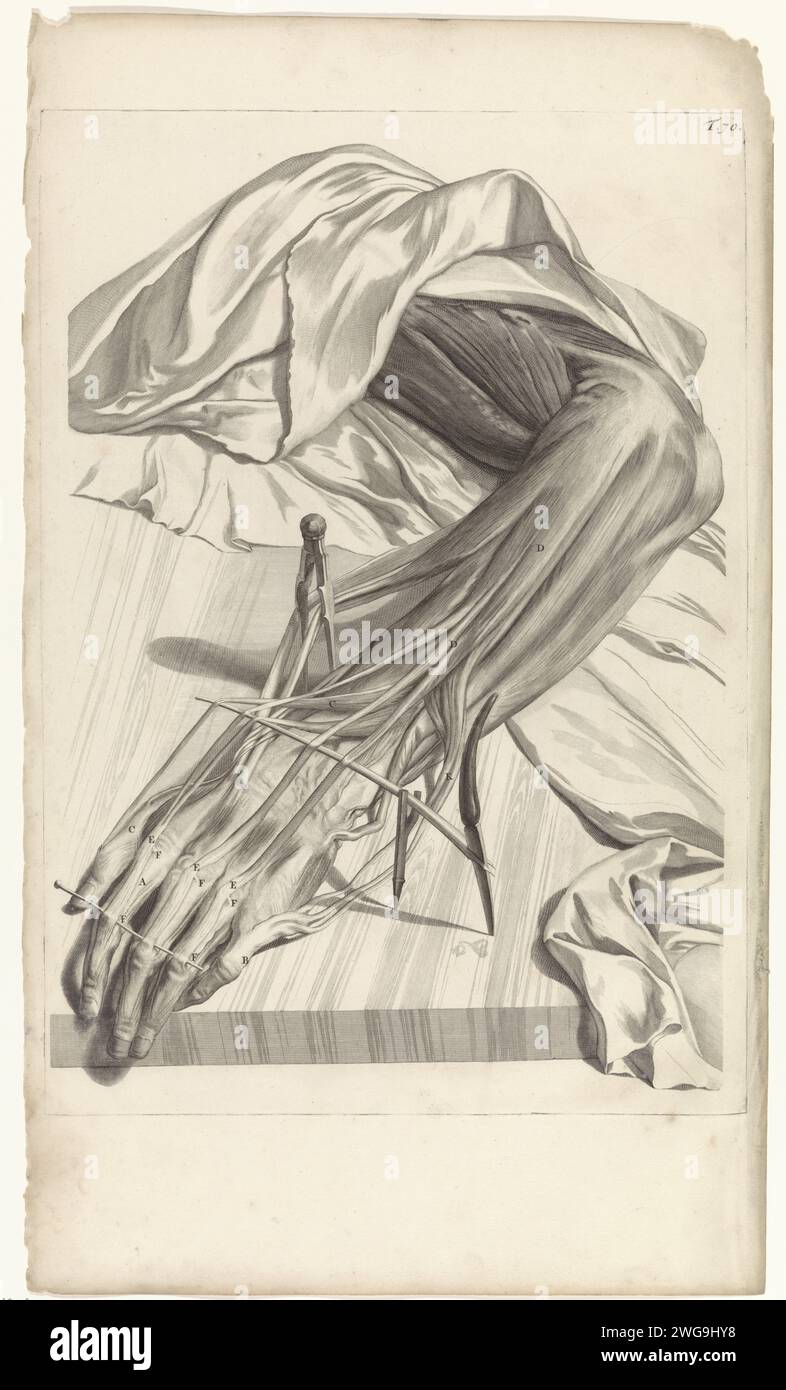 Studio anatomico dei muscoli e dei tendini della mano sinistra, Pieter van Gunst, dopo Gerard de Lairesse, 1685 stampa Studio anatomico e dissezione dei muscoli e tendini della mano sinistra. T. 70 in alto a destra. Muscoli per incisione/incisione su carta Amsterdam. la mano. tendini, sinuosi Foto Stock