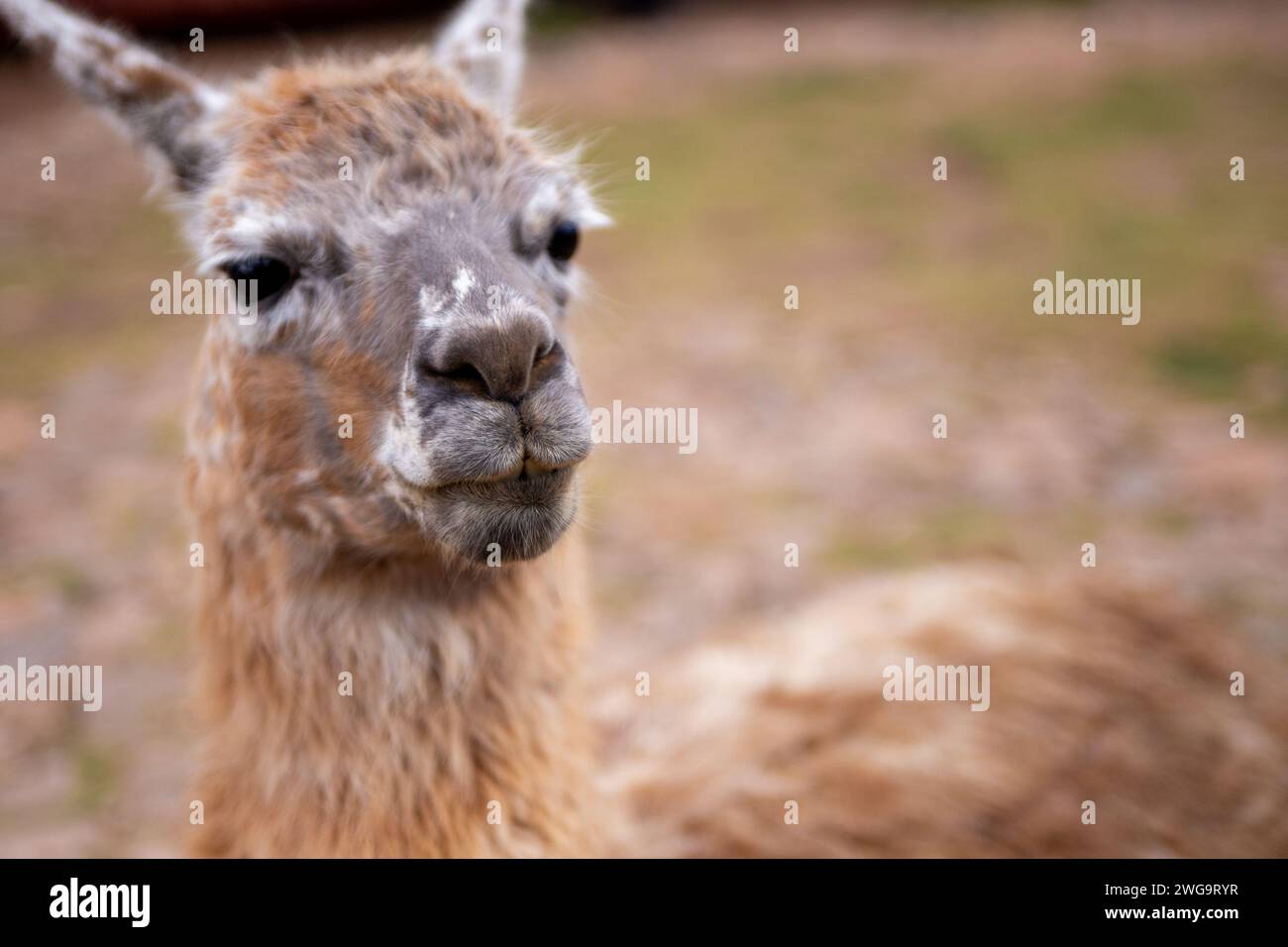 Una testa di Alpaca con spazio per il testo Foto Stock
