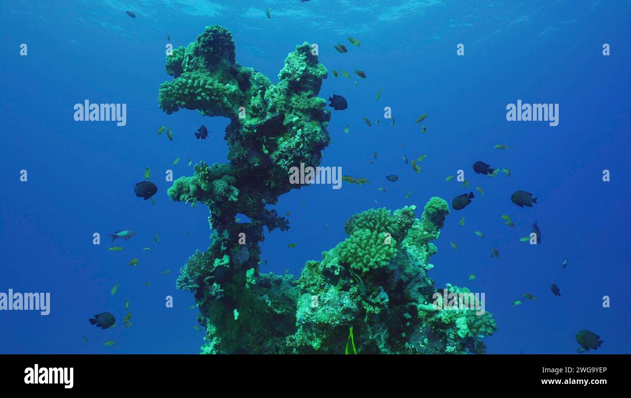 Sagoma di formazione corallina di una forma insolita e bizzarra sul fondo marino, Mar Rosso, Safaga, Egitto Foto Stock
