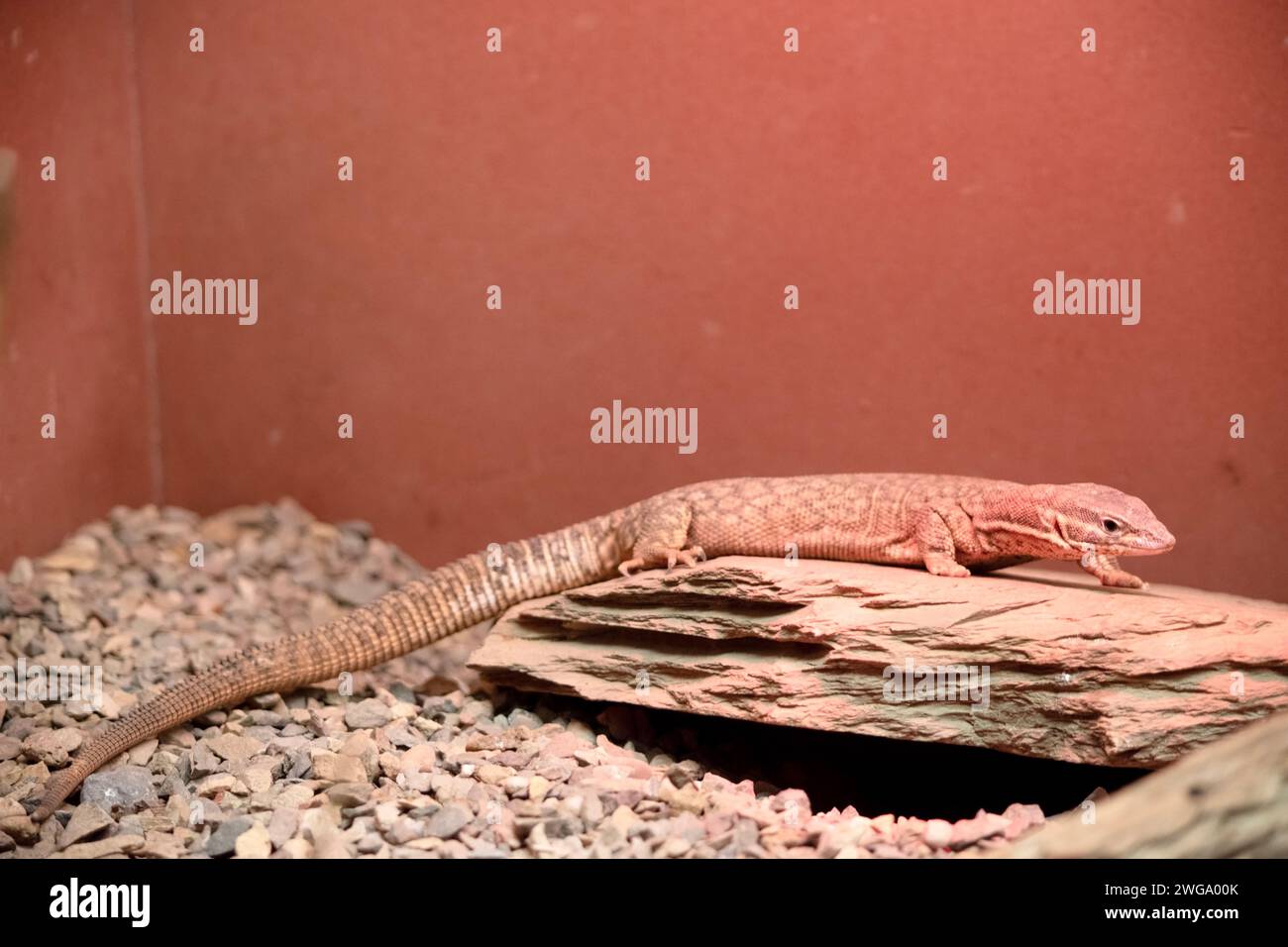 Il monitor dalla coda di colmo, chiamato anche monitor a coda di spillo, è una lucertola con macchie rotonde di colore marrone chiaro sulla parte superiore Foto Stock