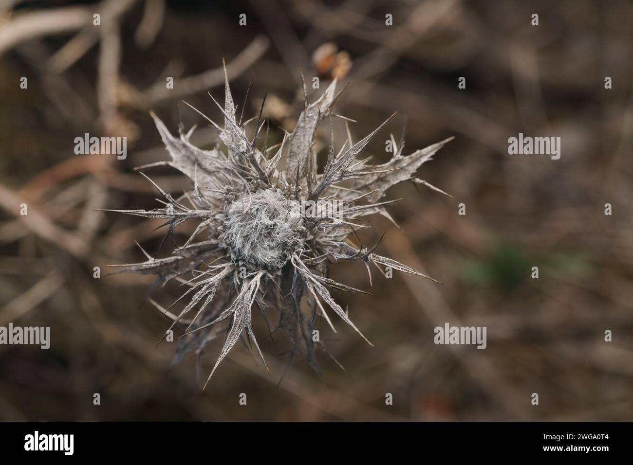 Vista dall'alto, primo piano di un cardo asciutto nel campo fuori dallo sfondo e dallo spazio di copia Foto Stock