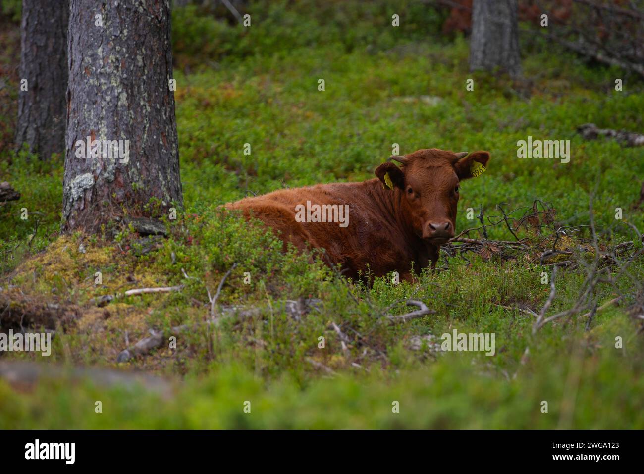 Sparo di una mucca bruna (Bos taurus) seduta nella foresta, bestiame domestico, sparo di animali, ritratto di animali, primo piano, foto all'aperto, natura, foresta, vista Foto Stock