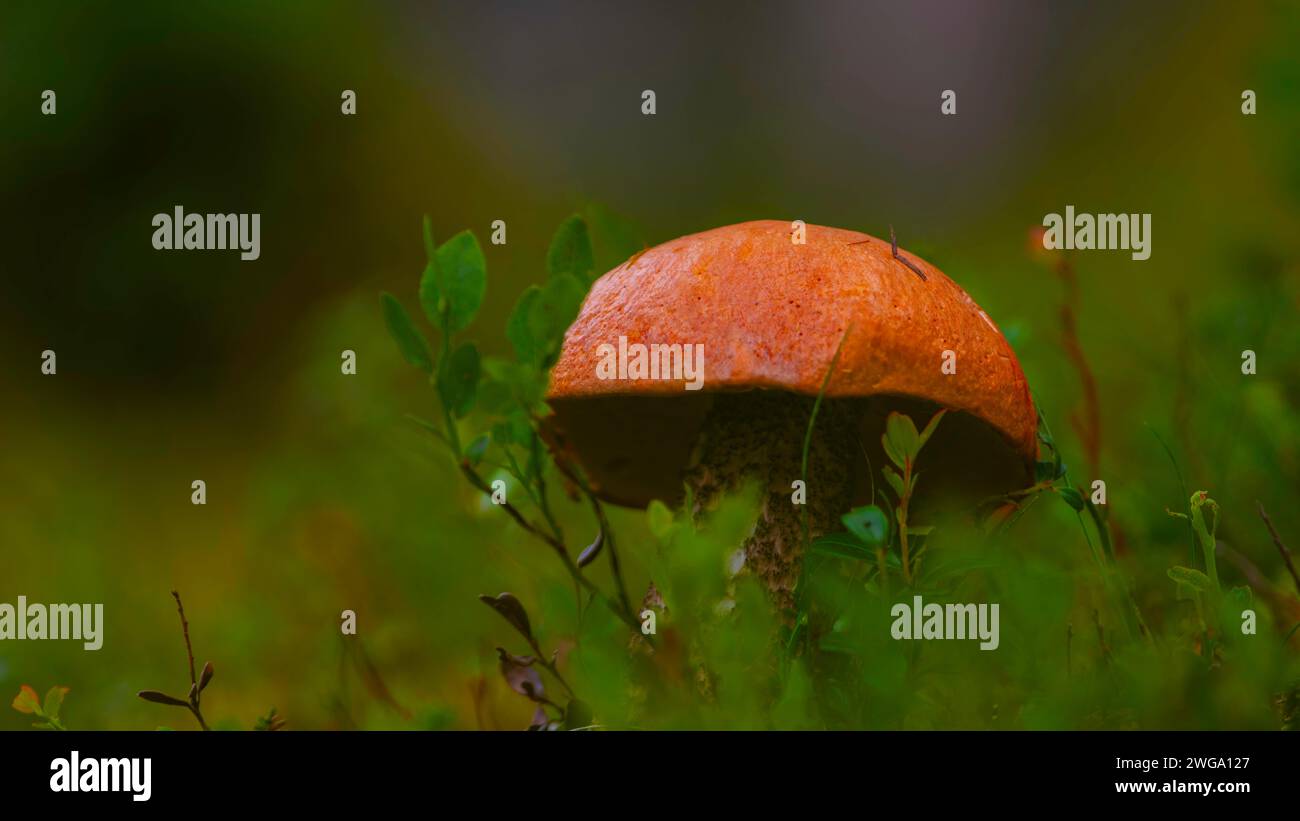 Fotografia di un bolete di betulla arancione (Leccinum versipelle), berretto rosso aspen, berretto rosso, bolete rosso, formato paesaggio, uno, la natura, la fotografia naturalistica Foto Stock