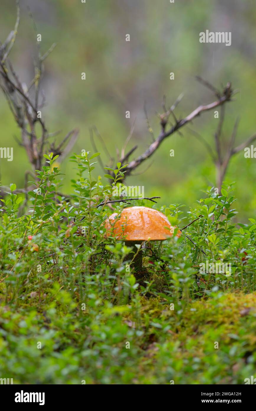 Fotografia di un bolete di betulla arancione (Leccinum versipelle), berretto rosso aspen, berretto rosso, bolete rosso, natura, fotografia naturalistica, fotografia naturalistica, nascosta Foto Stock