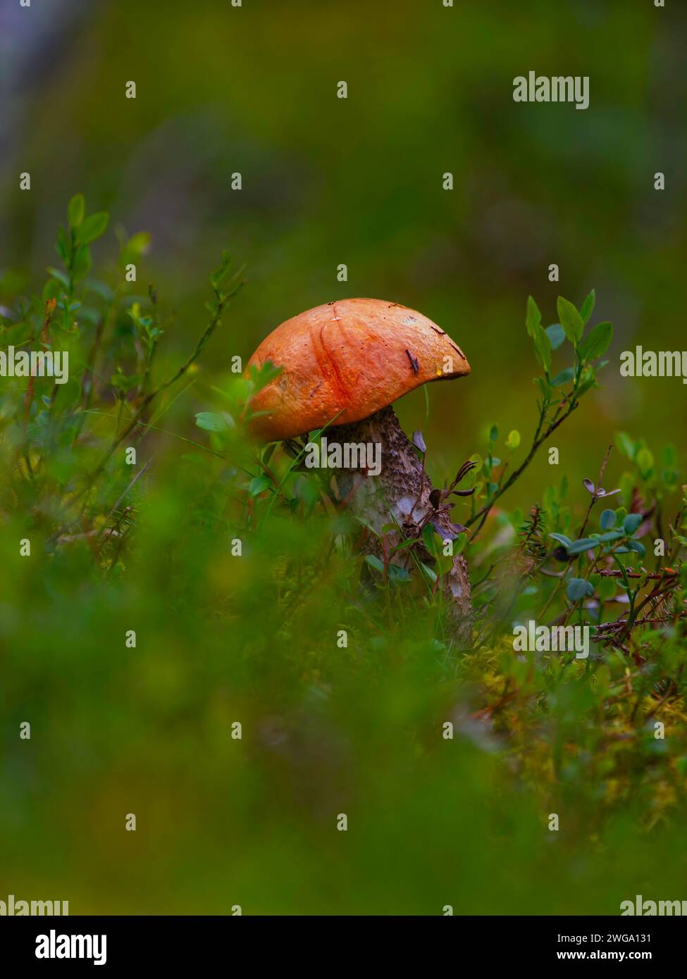 Fotografia di un bolete di betulla arancione (Leccinum versipelle), berretto rosso aspen, berretto rosso, bolete rosso, formato ritratto, natura, fotografia naturalistica, natura Foto Stock