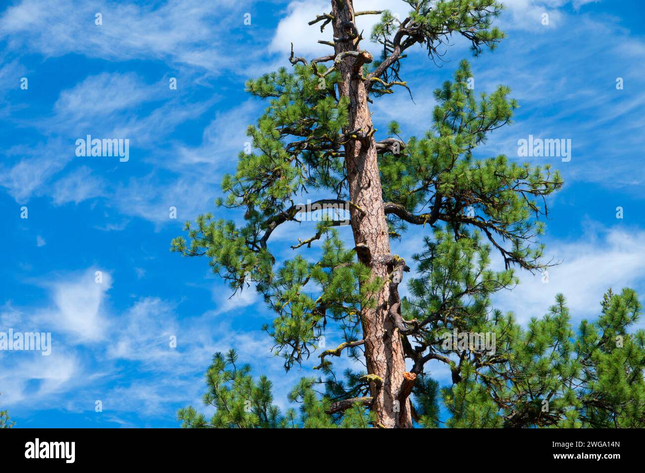 Pino Ponderosa (Pinus ponderosa), North Fork Malheur Wild and Scenic River, Malheur National Forest, Oregon Foto Stock