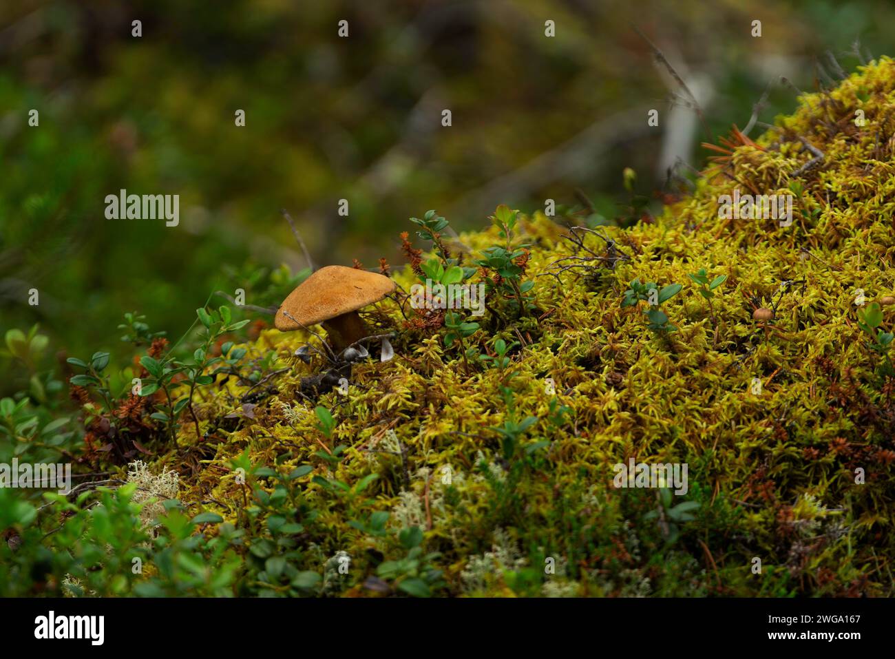 Un fungo tra toppe e muschio, primo piano, natura, foto della natura, paesaggio, Innlandet, Norvegia Foto Stock