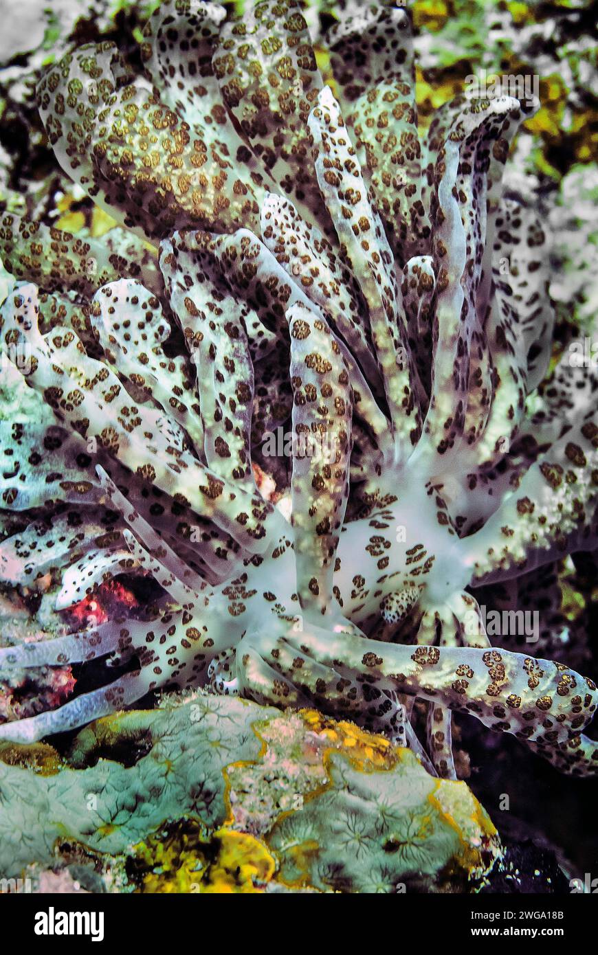 Fillodesmio criptico (Phyllodesmium crypticum), Wakatobi Dive Resort, Sulawesi, Indonesia Foto Stock