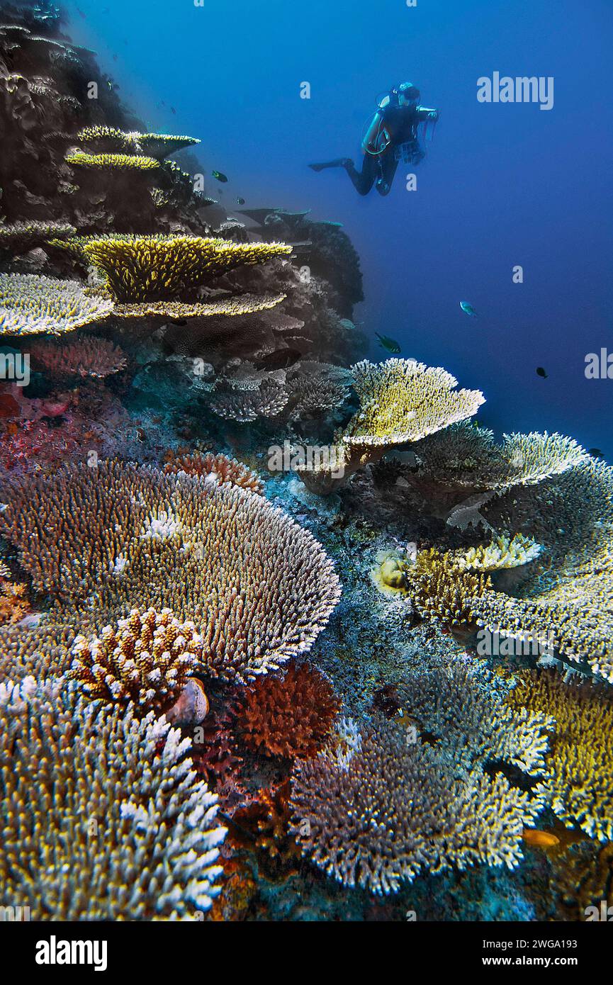 Stony Corals (Scleractinia), Wakatobi Dive Resort, Sulawesi, Indonesia Foto Stock
