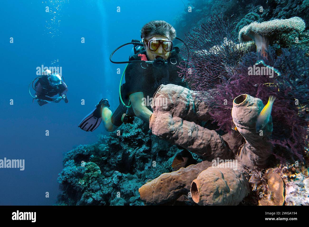 Spugne di candela giallo-verde (Aplysina fistularis) e subacquei, Wakatobi Dive Resort, Sulawesi, Indonesia Foto Stock