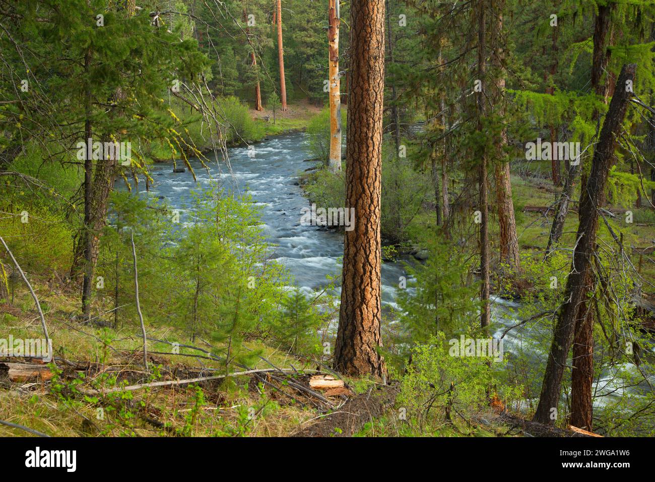 Malheur selvatica e Scenic River con ponderosa pine, Malheur National Forest, Oregon Foto Stock