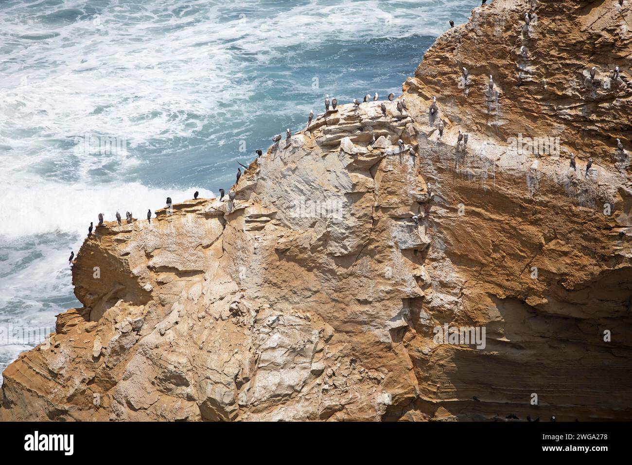 Cormorani (Phalacrocoracidae) su una roccia nella Reserva Nacional de Paracas, regione di Ica, provincia di Pisco, Perù Foto Stock