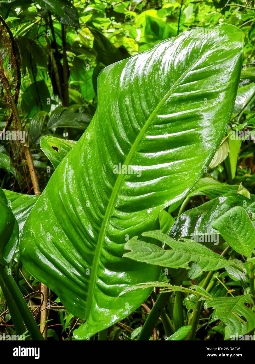 Flora verde, foresta pluviale, Costa Rica, America centrale, America centrale Foto Stock