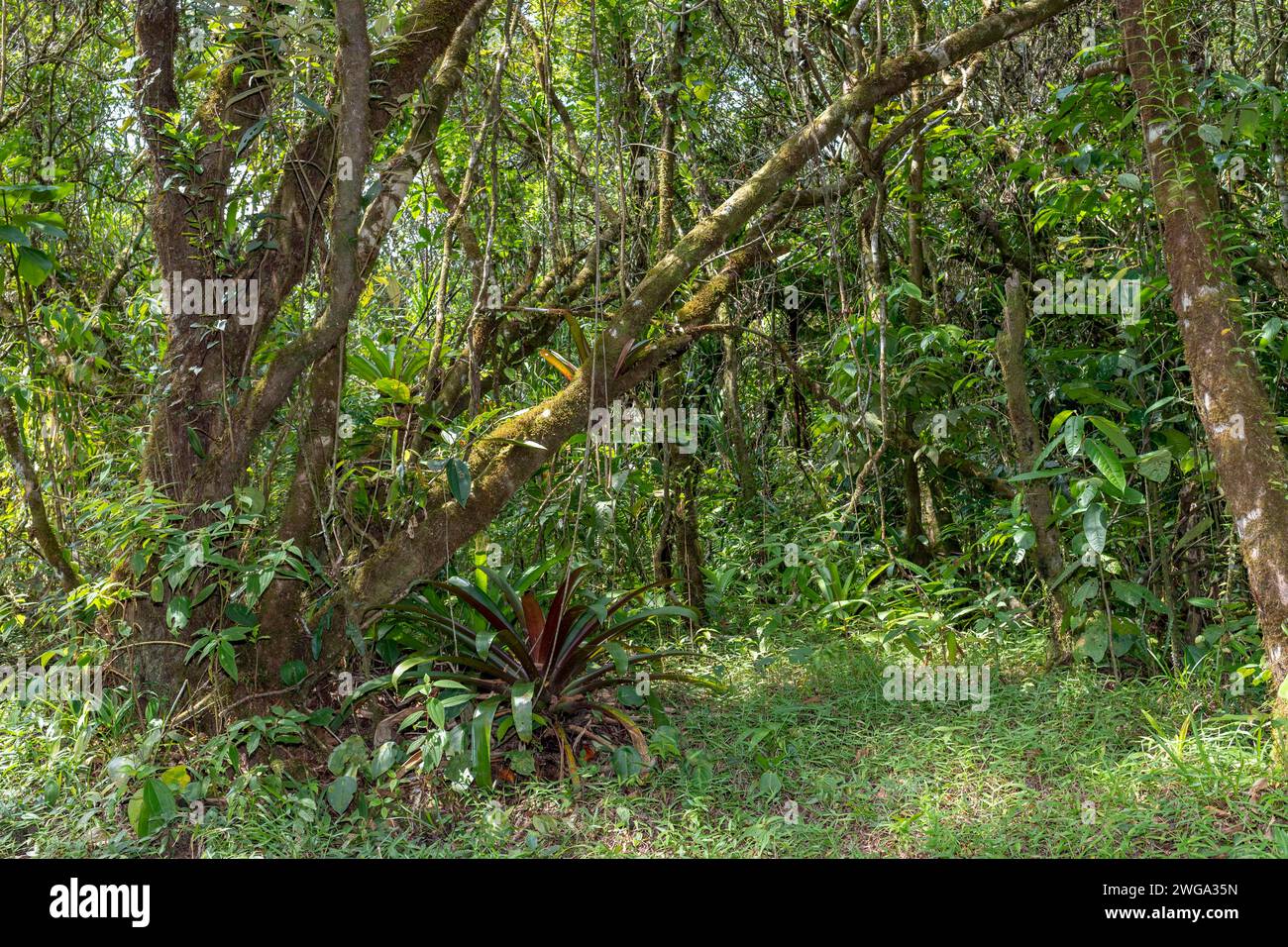 Fitta giungla, Costa Rica, America centrale, America Latina Foto Stock