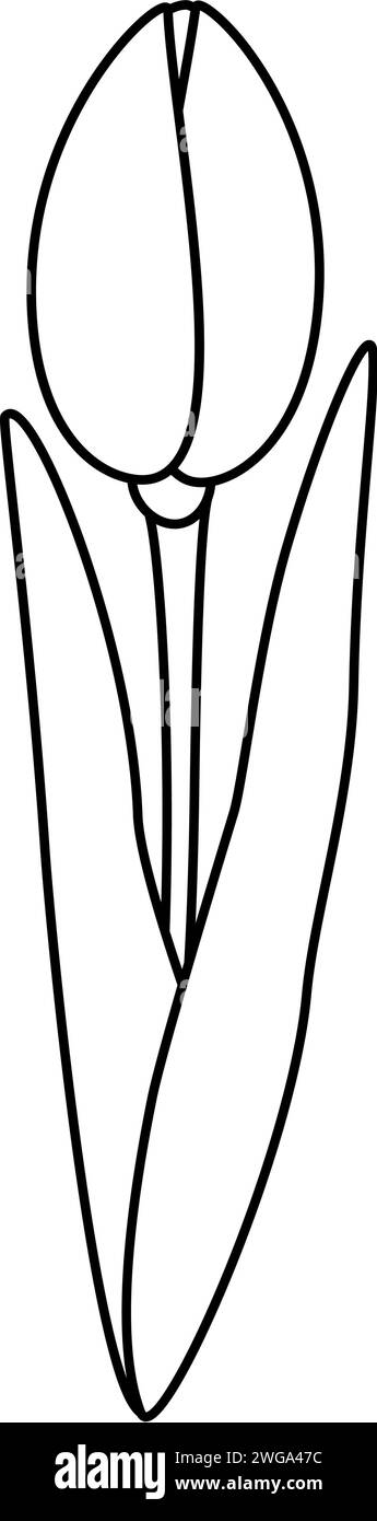 Disegno del contorno di un fiore di tulipano non aperto. Elementi di design per i messaggi di saluto da colorare o in primavera. Isolare. EPS. Vettore per poster, banner, brochure, affissioni, promozioni o Web, cartellini, prezzo, etichetta Illustrazione Vettoriale