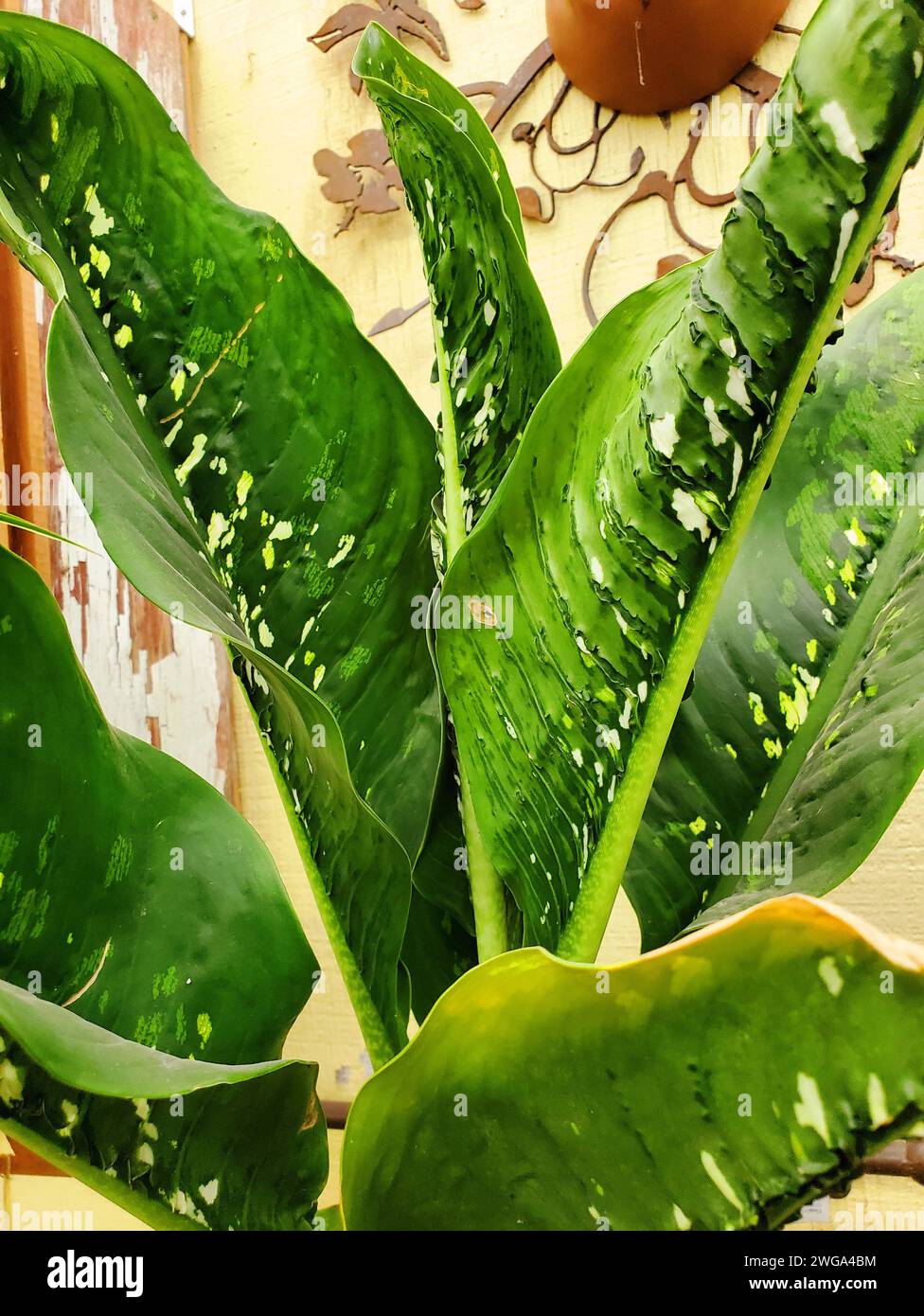 Primo piano del bellissimo motivo del coccodrillo di Dieffenbachia Foto Stock
