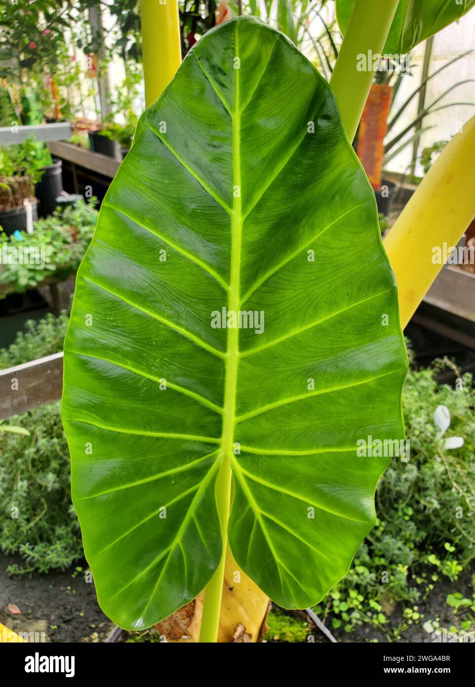 Una grande foglia di Alocasia Lutea, una rara pianta tropicale Foto Stock
