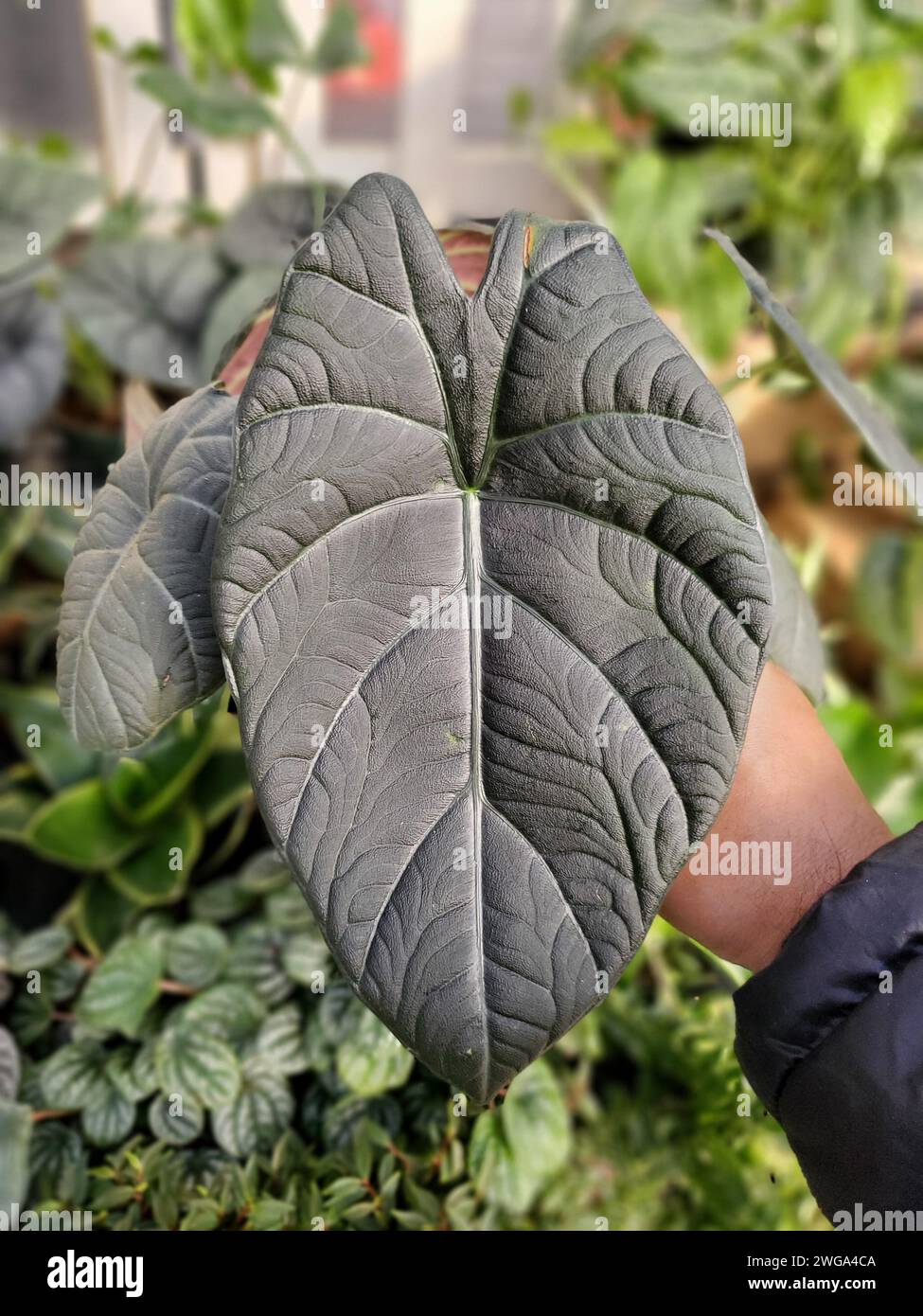 Bella foglia di marmo verde scuro di Alocasia Maharani Foto Stock