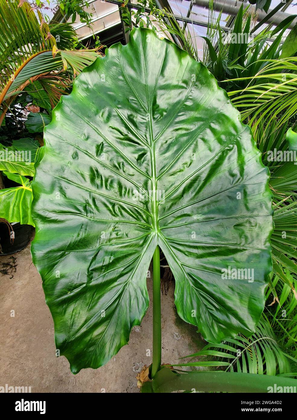 Bella foglia verde scuro e brillante di Alocasia Serendipity Foto Stock