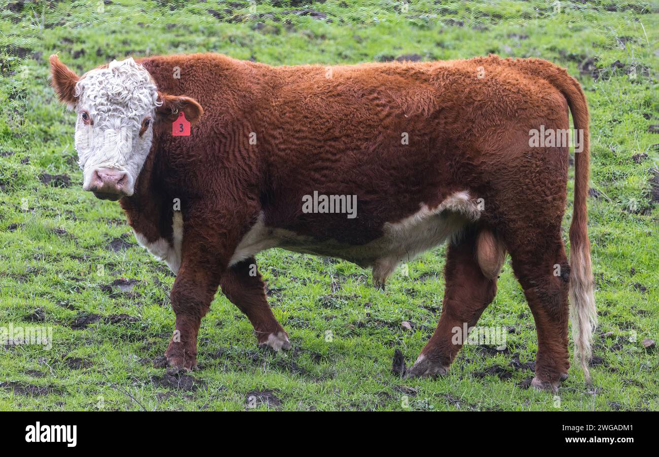 Un curioso bestiame Brown e White Bull con un Ear Tag. Mission Peak Regional Preserve, Bay area, California. Foto Stock