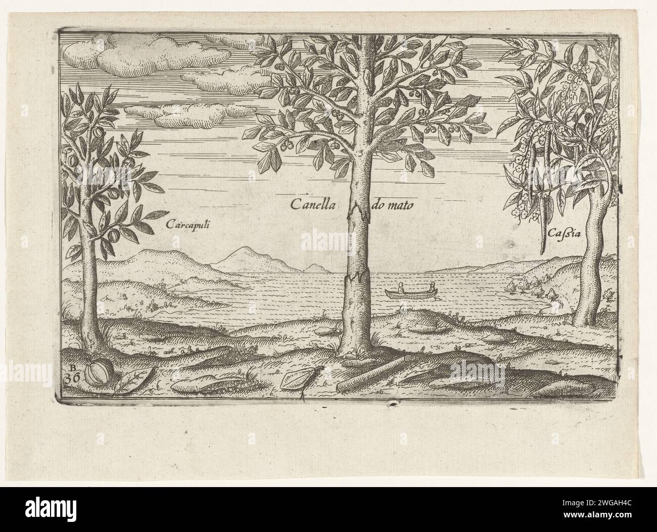 Alberi da frutto ed erbe su Giava, 1596, 1646 alberi da frutto ed erbe su Giava, 1596. Cannella e carambola o frutto stellato (?). Stampare le lastre lavorate per le illustrazioni originali nel diario di viaggio del primo Schipvaert da Cornelis de Houtman alle Indie Orientali nel 1595-1597. N. 36b. Esplorazione, spedizione, viaggio di scoperta, incisione/incisione della carta dei Paesi Bassi del Nord. paesaggi nelle regioni tropicali e subtropicali. Piante; vegetazione Java Foto Stock