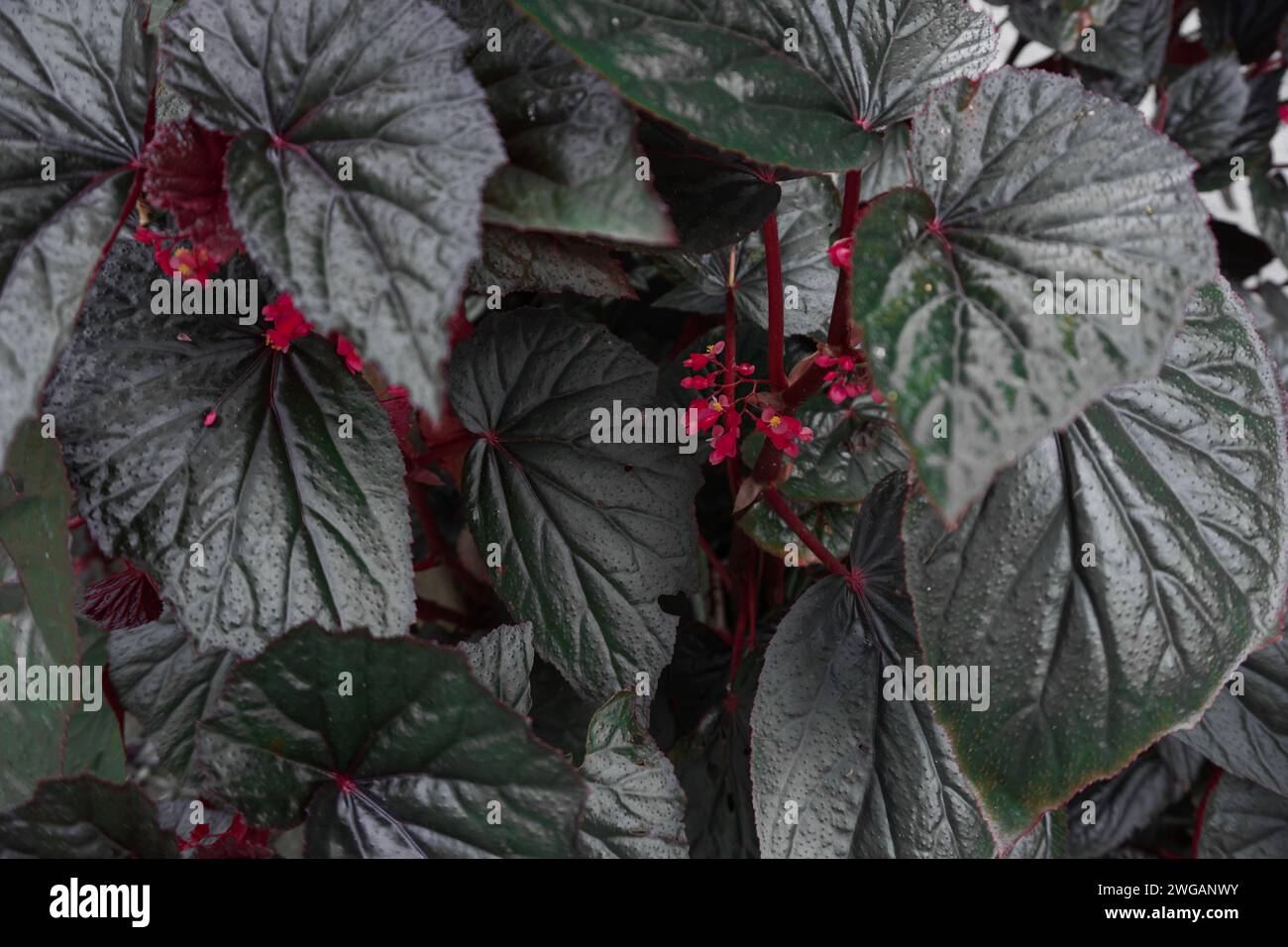 I lussureggianti fiori di begonia sono illuminati dal caldo e luminoso sole mattutino Foto Stock