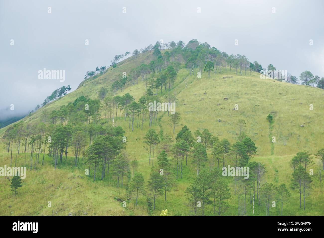 Verdi colline situate intorno al lago Toba, Sumatra settentrionale Foto Stock