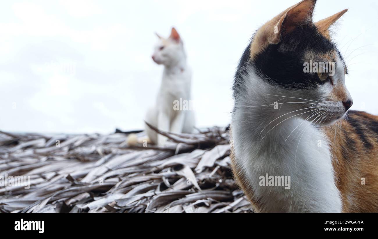 Gatto locale che cammina su un tetto tradizionale fatto di foglie di sago Foto Stock