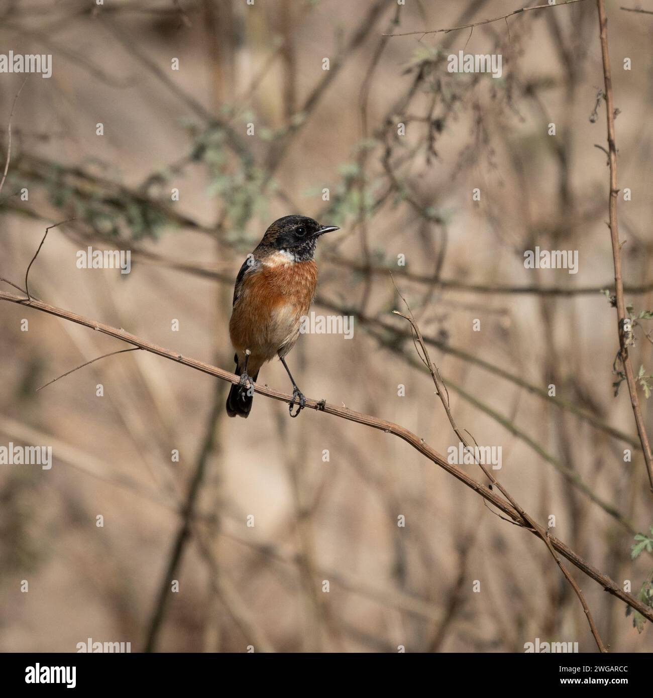 Una chiacchierata africana arroccata su un ramo di albero in mezzo all'erba secca. Foto Stock