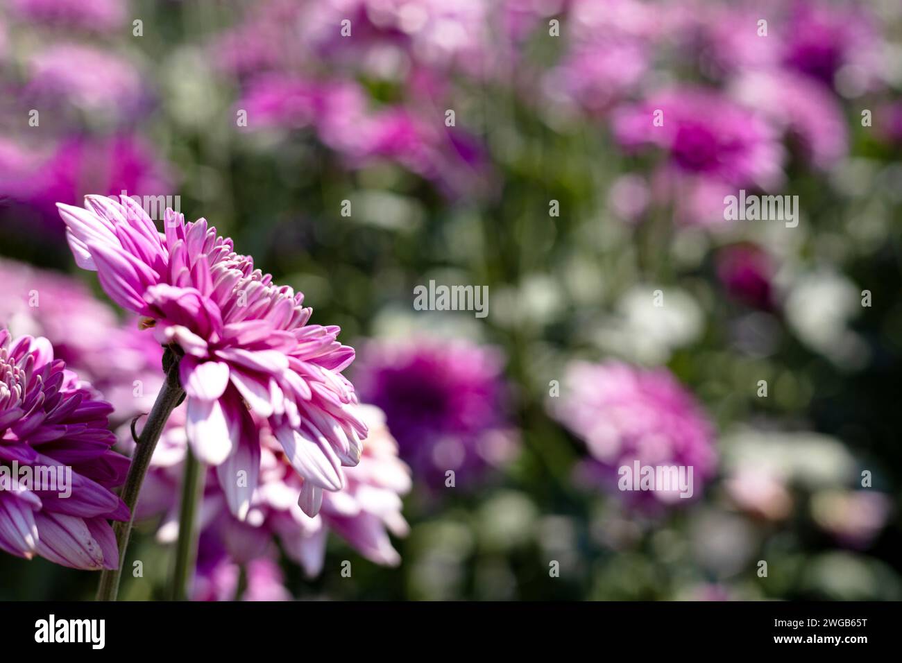 Una foto ravvicinata di un mazzo di fiori di crisantemo rosa scuro nel giardino. Sfocatura dello sfondo. Foto Stock