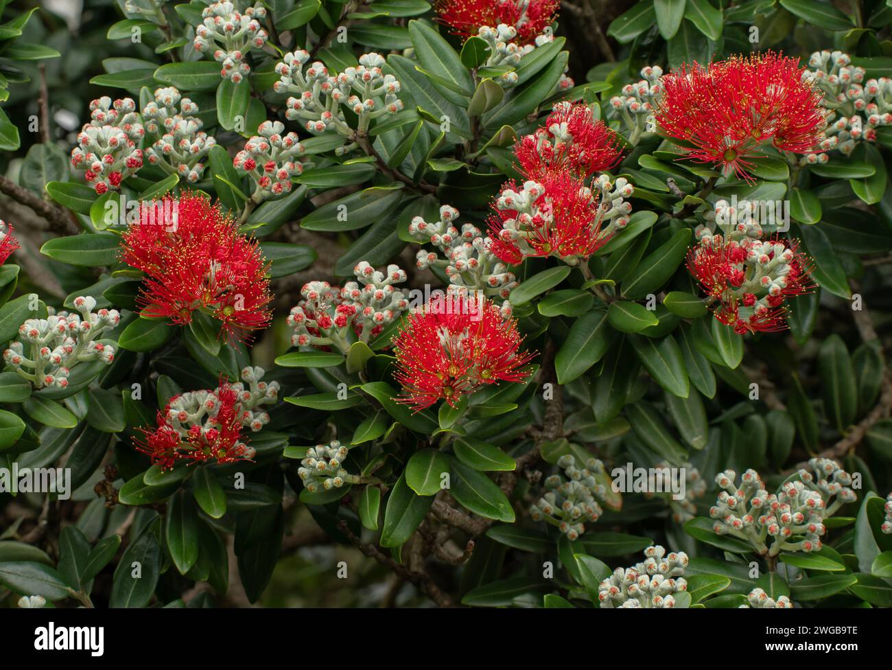 Albero di Natale neozelandese, Metrosideros eccelsa in pieno fiore a metà estate. Foto Stock