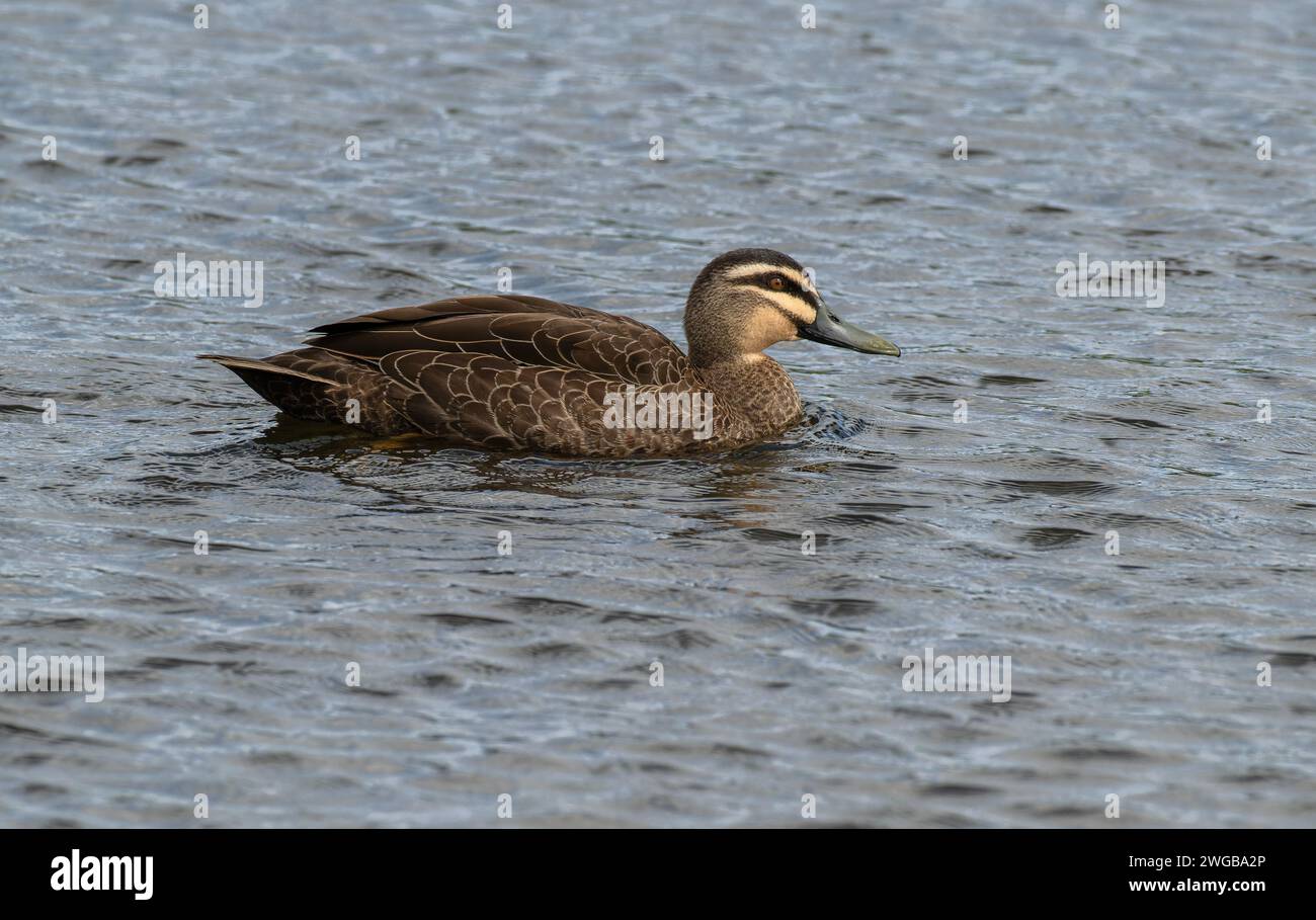 Anatra nera del Pacifico, Anas superciliosa, sul lago; Victoria, Australia. Foto Stock