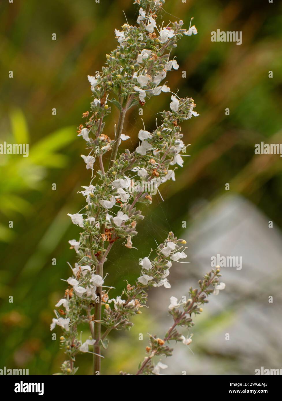 Salvia bianca californiana, Salvia apiana, in fiore a metà estate. Foto Stock
