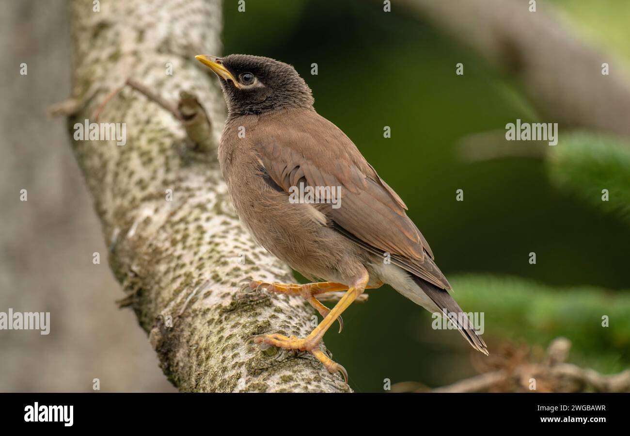 myna comune, Acridotheres tristis, arroccato sul ramo. In giardino in Australia. Foto Stock