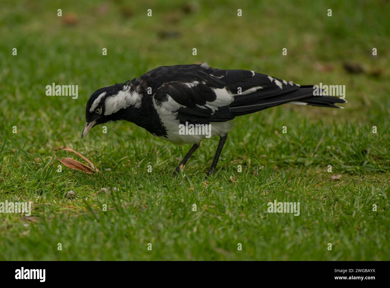 Magpie-lark, Grallina cyanoleuca, da mangiare sul prato, Melbourne. Foto Stock